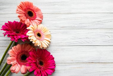 Beyaz ahşap arka planda parlak gerbera çiçekleri. Çiçek çerçevesi, üst görünüm