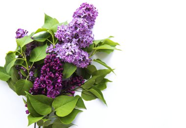 Beyaz arka planda leylak renginde. Güzel bahar. Genel bakış. Düz yatıyordu, üstte. Yaz sezonu. Doğal bahar stili..