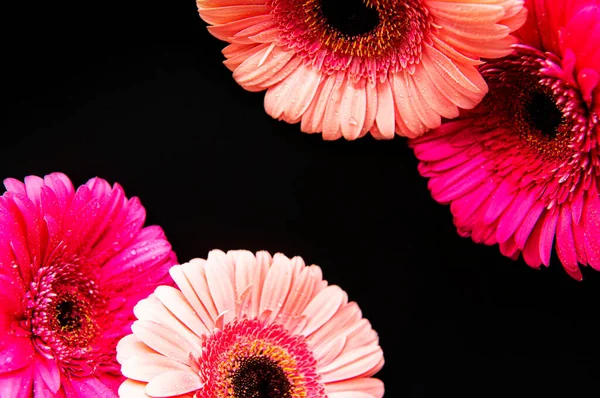 Bright Gerbera Flowers Black Concrete Background Frame Flowers Top View — Stock Photo, Image