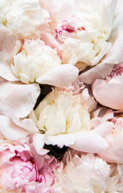 Taze açık pembe şakayık çiçekleri doğal bir arka plan olarak