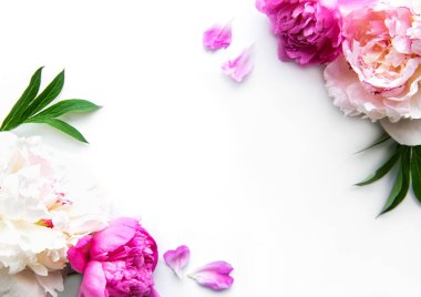 Beyaz arkaplanda kopya alanı olan taze şakayık çiçekleri kenarı, düz yatıyordu. 