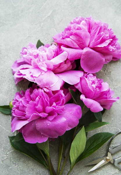 Friss Rózsaszín Bazsarózsa Virágok Határ Másolási Hely Szürke Beton Háttér — Stock Fotó