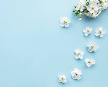 Güzel beyaz çiçek dalları olan bahar sınır arkaplanı. Mavi arka plan, narin çiçekler. İlkbahar konsepti. Düz görünüm kopyalama alanı.