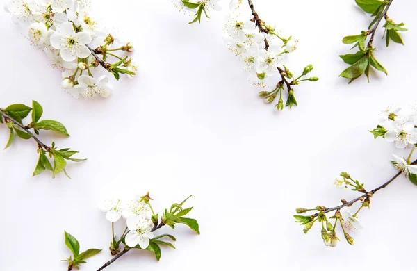 Spring Gränsen Bakgrund Med Vackra Vita Blommande Grenar Vit Bakgrund — Stockfoto