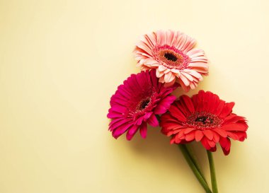 Gerbera çiçekleri sarı arka planda. Üst görünüm