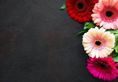 Siyah beton arka planda parlak Gerbera çiçekleri. Çiçek çerçevesi, üst görünüm