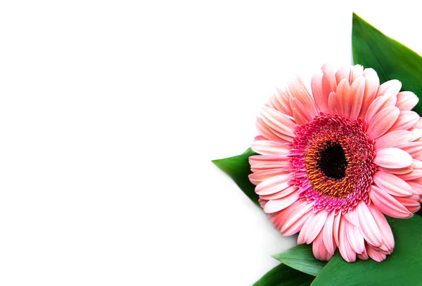 Bright Gerbera Flowers White Background Frame Flowers Top View — Stock Photo, Image