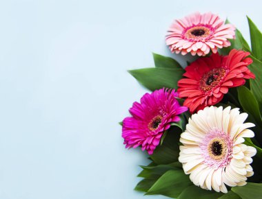 Pastel mavi arka planda parlak Gerbera çiçekleri. Çiçek çerçevesi, üst görünüm