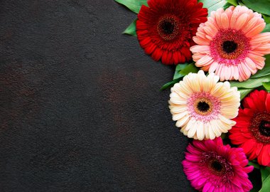 Siyah beton arka planda parlak Gerbera çiçekleri. Çiçek çerçevesi, üst görünüm