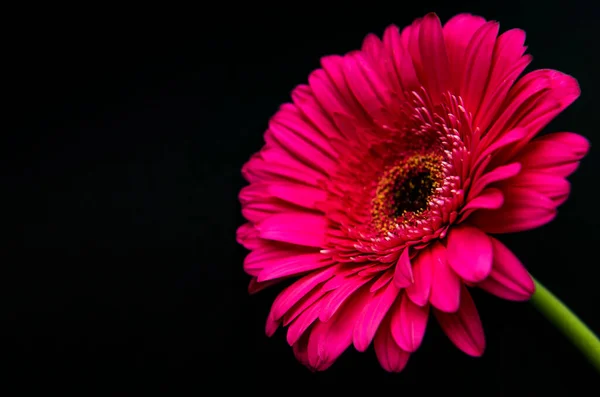 Bright Gerbera Flower Black Concrete Background Frame Flowers Top View — Stock Photo, Image