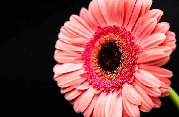 Fényes Gerbera Virág Egy Fekete Beton Háttér Keret Virágok Felső — Stock Fotó
