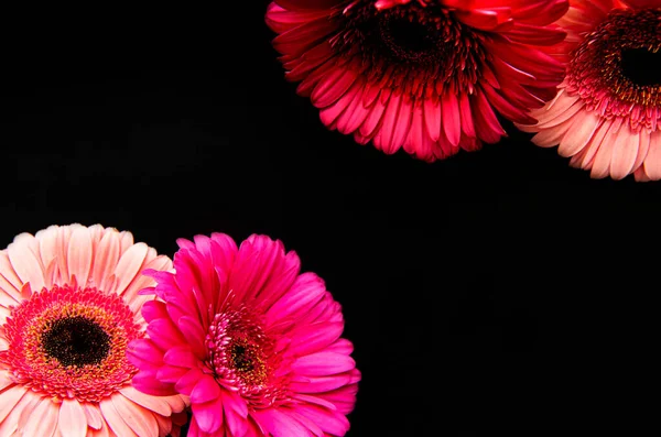 Flores Gerbera Brilhantes Fundo Concreto Preto Quadro Flores Vista Superior — Fotografia de Stock