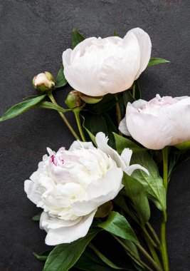 Taze pembe şakayık çiçekleri. Siyah arkaplanda kopyalama alanı var.. 