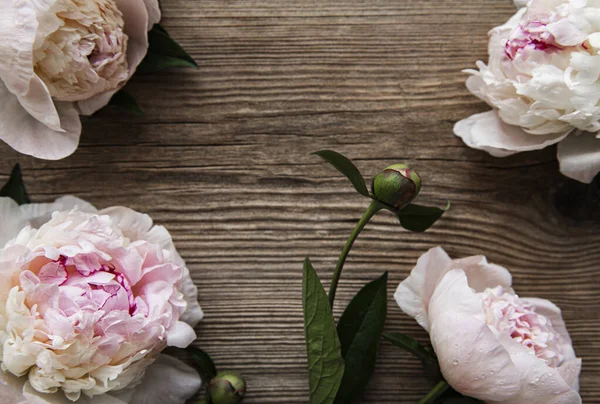 Ροζ Παιώνια Λουλούδια Περίγραμμα Ένα Παλιό Ξύλινο Φόντο — Φωτογραφία Αρχείου