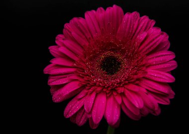 Siyah beton arka planda parlak gerbera çiçeği. Çiçek çerçevesi, üst görünüm