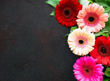 Siyah beton arka planda parlak Gerbera çiçekleri. Çiçek çerçevesi, üst görünüm