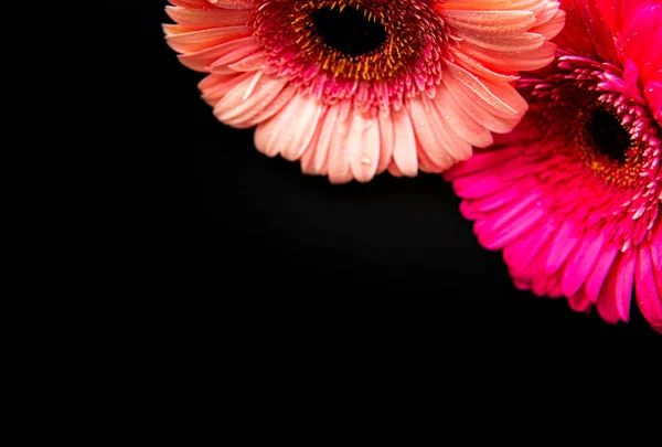 Bright Gerbera Flowers Black Concrete Background Frame Flowers Top View — Stock Photo, Image