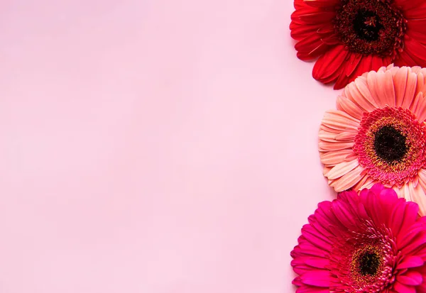 Gerbera Flores Fundo Pastel Rosa Vista Superior — Fotografia de Stock