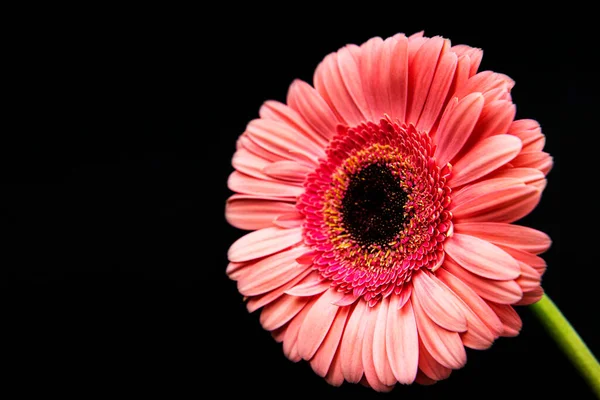 Flori Gerbera Strălucitoare Fundal Beton Negru Cadru Flori Vedere Sus — Fotografie, imagine de stoc