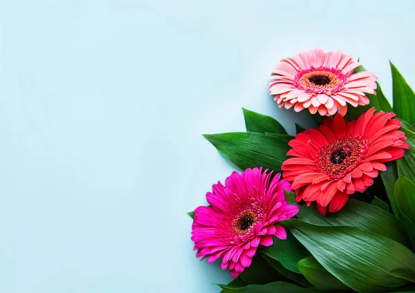 Fényes Gerbera Virágok Pasztell Kék Háttérrel Keret Virágok Felső Nézet — Stock Fotó