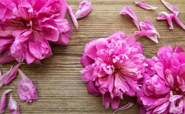 Pembe şakayık çiçekleri eski ahşap arka planda bir sınır olarak