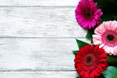 Beyaz ahşap arka planda parlak gerbera çiçekleri. Çiçek çerçevesi, üst görünüm