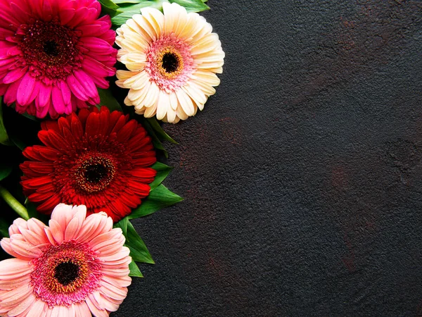 Siyah beton arka planda parlak Gerbera çiçekleri. Çiçek çerçevesi, üst görünüm