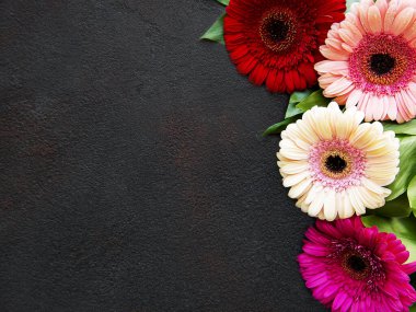 Siyah beton arka planda parlak Gerbera çiçekleri. Çiçek çerçevesi, üst görünüm