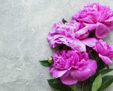 Taze pembe şakayık çiçekleri. Gri beton zemin üzerinde kopyalama alanı var.