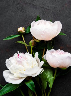 Taze pembe şakayık çiçekleri. Siyah arkaplanda kopyalama alanı var.. 