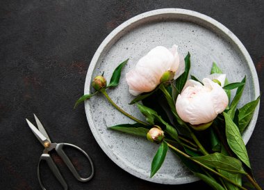 Beton bir plaka üzerinde taze pembe şakayık çiçekleri. Siyah arka planda kopyalama alanı var.. 
