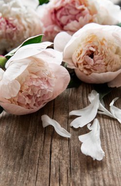 Pembe şakayık çiçekleri eski ahşap arka planda bir sınır olarak