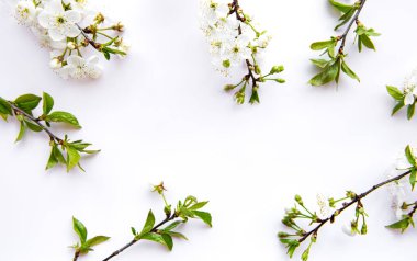 Güzel beyaz çiçek dalları olan bahar sınır arkaplanı. Beyaz arka plan, narin çiçekler. İlkbahar konsepti. Düz görünüm kopyalama alanı.