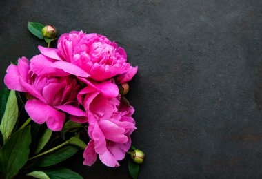 Taze pembe şakayık çiçekleri. Siyah arkaplanda kopyalama alanı var.. 