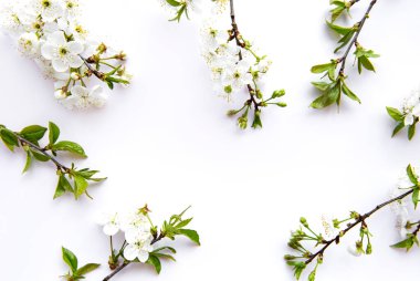 Güzel beyaz çiçek dalları olan bahar sınır arkaplanı. Beyaz arka plan, narin çiçekler. İlkbahar konsepti. Düz görünüm kopyalama alanı.