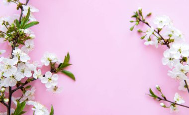 Güzel beyaz çiçek dalları olan bahar sınır arkaplanı. Pembe arka plan, narin çiçekler. İlkbahar konsepti. Düz görünüm kopyalama alanı.