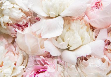 Taze açık pembe şakayık çiçekleri doğal bir arka plan olarak