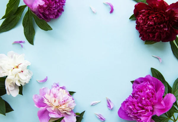 Pink peony flowers as a border on a pastel blue background