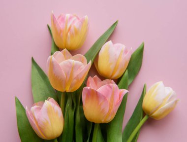 Pembe arka planda bahar laleleri, anneler günü hediye konsepti.