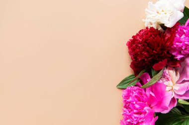 Kahverengi arka planda bir sınır olarak pembe şakayık çiçekleri