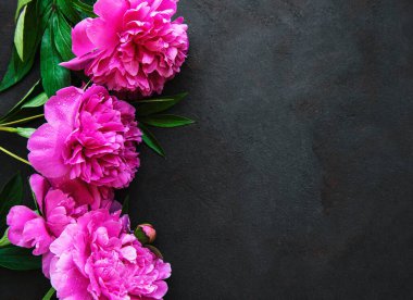 Taze pembe şakayık çiçekleri. Siyah arkaplanda kopyalama alanı var.. 