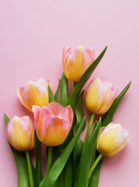 Pembe arka planda bahar laleleri, anneler günü hediye konsepti.