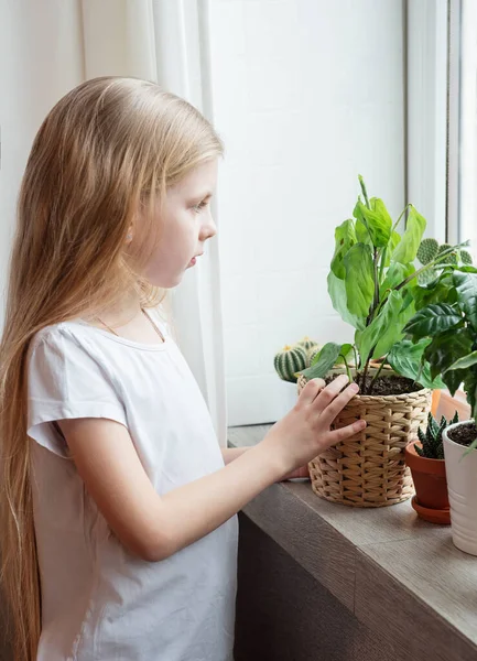 Kasvinhoito Pikkutyttö Hoitaa Huonekasveja — kuvapankkivalokuva