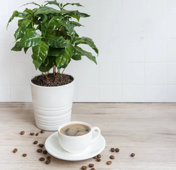Sprouts of coffee plant tree in a pot, cup of coffee and roasted coffee beans on the table