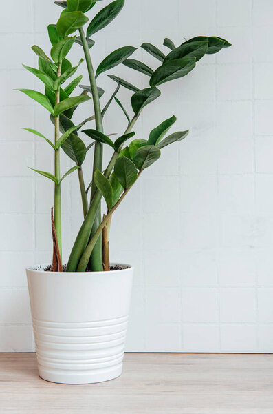 горшок с замиокулькой домашнего растения на столе