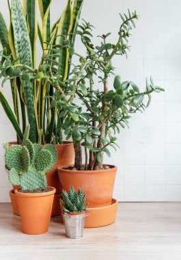 Kaktüs, sansevieria, krasula, masadaki ev bitkileri.