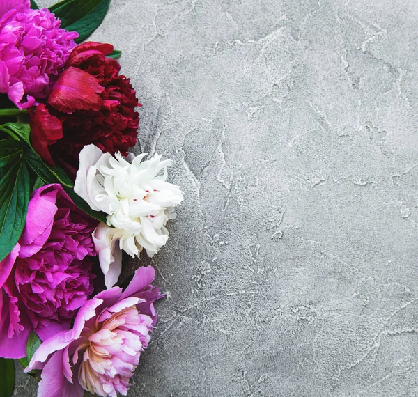 Fresh pink peony flowers border with copy space on grey concrete  background, flat lay.