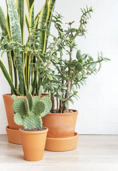 Kaktus Sansevieria Krasula Huonekasvit Pöydällä — kuvapankkivalokuva