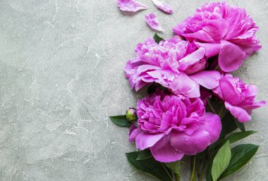 Taze pembe şakayık çiçekleri. Gri beton zemin üzerinde kopyalama alanı var.