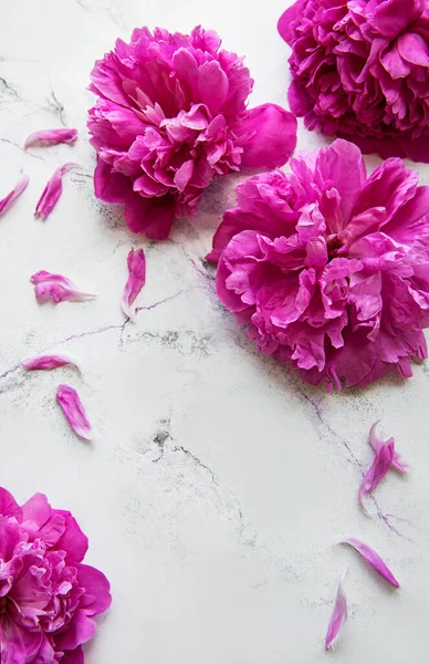 Fresh pink peony flowers border with copy space on white marble  background, flat lay.